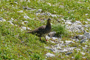 Grouse Komagane Nagano Japan Summer Mt. Kiso Komagatake mountain