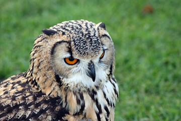 Close up of an Eagle Owl, England

