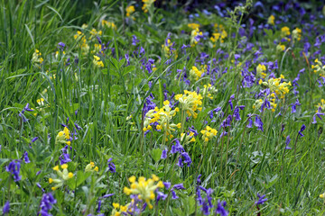 Close up of Yellow Cowslips and bluebells, Derbyshire England
