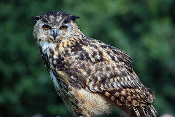 Fototapeta premium Eagle Owl ready to fly, England 
