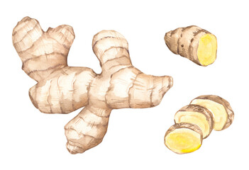 Hand Drawn Ginger Watercolor illustration. Whole and chopped ginger root. Art for food Design.