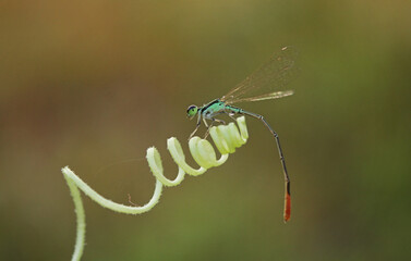 dragonfly perched on a beautiful thread