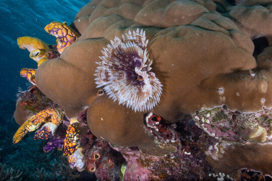 Sea worm on the coral reef