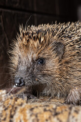 Hedgehog face close up at night