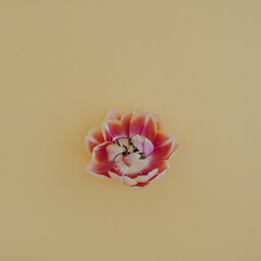 Fototapeta premium Pink tulip flower bud on neutral pastel yellow background. Minimal aesthetic floral composition with copy space