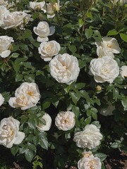 Elegant aesthetic white rose bush with flowers and leaves