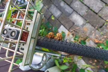 仲良く並んだセミの幼虫の抜け殻