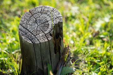 Stump in field 