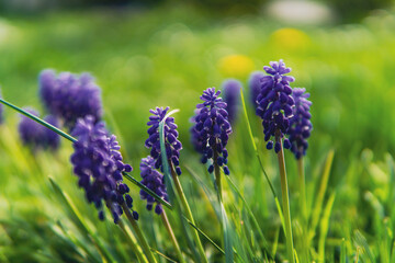 purple flowers sitting on green lawn with grass closeup horizontal