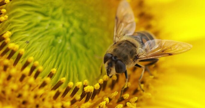 bee on a blossom of a sunflower (close up)