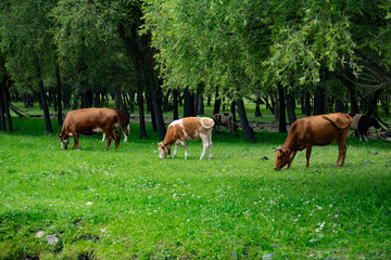cows grazing in a meadow