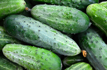Green cucumbers as a background. Cucumis sativus.Fresh vegetables in the market.Summer harvest concept.Selective focus.