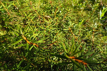 Marsh rosemary Ledum palustre is a plant species from the Ledum genus of the Heather family Ericaceae. Rhododendron tomentosum. Popular names: bagno, fragrant bagun, marsh madness, swamp