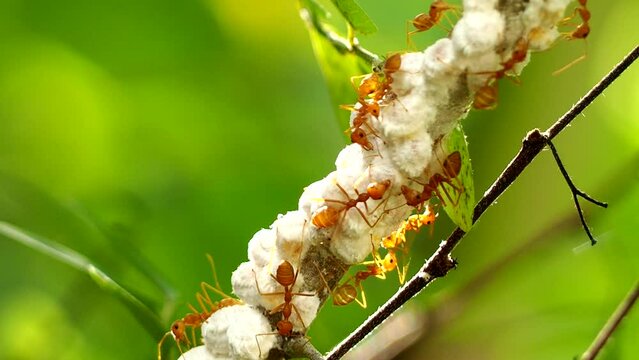 Red ants and mealybugs on the branch, out door Chiangmai Thailand
