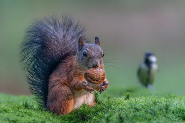 Eurasian red squirrel (Sciurus vulgaris) eating a walnut in the forest of Noord Brabant in the...
