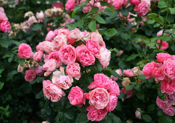 Beautiful pink roses in full bloom in the garden. Close-up photo. Dark green background. Garden concept. Rose flower blooming against blurred rose flower 