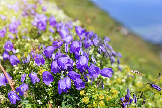 Bluebells on a mountain meadow in the Alps