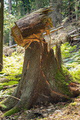 Fototapeta premium Big tree stump in the forest