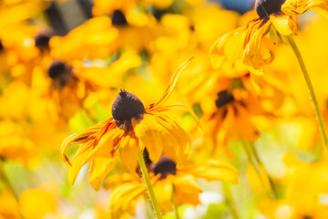 A field of gorgeous and bright black-eyed Susans.