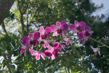 Orchid. beautiful pink orchid. Pink orchid flower on blur background. Purple orchid phalaenopsis tropical flower on nature background