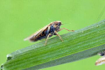 Leafhopper (Cicadellidae) of the genus Mocydiopsis on a cereal plant.