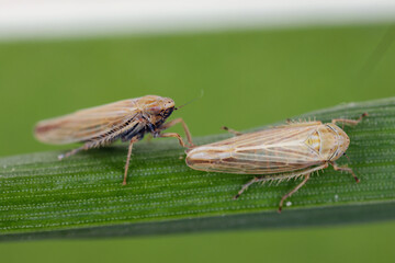 Leafhoppers (Cicadellidae) of the genus Mocydiopsis on a cereal plant.