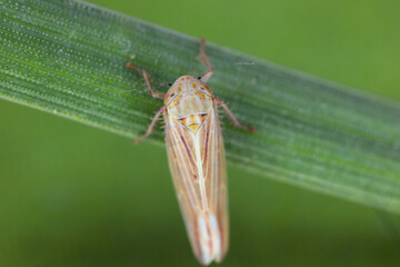 Leafhopper (Cicadellidae) of the genus Mocydiopsis on a cereal plant.