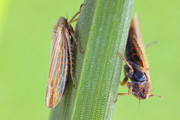 Leafhoppers (Cicadellidae) of the genus Mocydiopsis on a cereal plant.