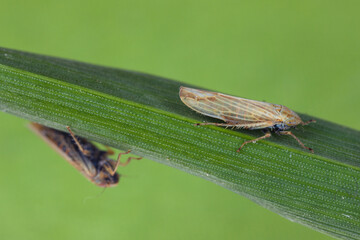 Leafhoppers (Cicadellidae) of the genus Mocydiopsis on a cereal plant.