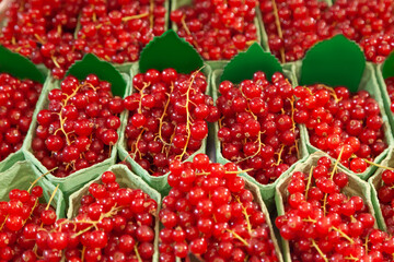 Red currant