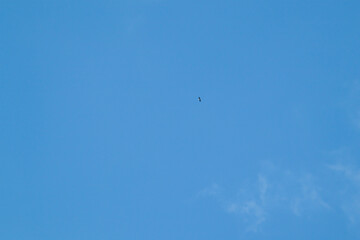 Blue sky background and white clouds soft focus, pastel sky. A stork high in the sky.