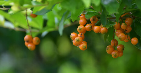 The fruit is a beautiful yellow fruit.
