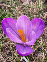 Fototapeta premium Beautiful flower of saffron in spring