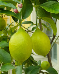 Lemons on a lemon tree