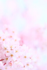 Fototapeta na wymiar Cherry-blossom viewing, Blossom, Branch