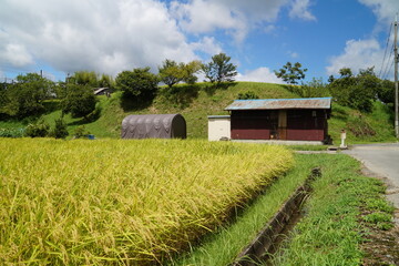 Obraz premium 篠山川沿いの田園風景 黒豆と稲 丹波篠山 JR丹波大山駅付近 8月中旬