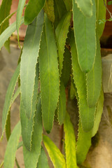 green leaves in the garden