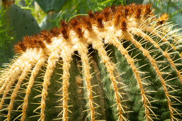 close up of cactus