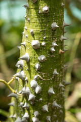 close up of cactus