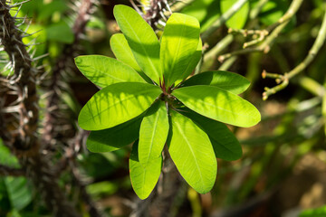 leaf in the garden