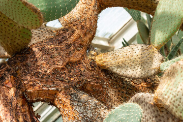 close up of cactus