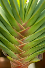 Fototapeta premium green leaves in the garden