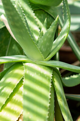 Fototapeta premium aloe vera plant in garden