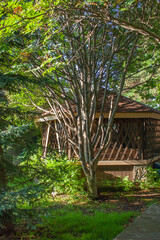 Pavilion in the garden. gazebo in the garden with a tree summer morning light nature background
