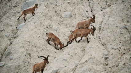 Crossing of mountain goats on the covered mountains of the North Caucasus in Russia