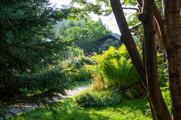 fern spruce in the garden with a tree summer morning light nature background
