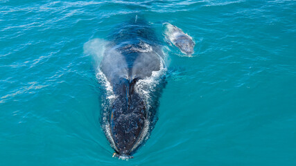 A mother and calf humpback whale swimming towards the camera. The mother is breathing out with a...