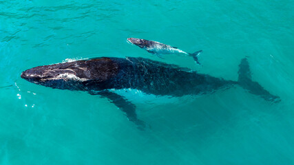 Two Humpback Whales resting at the surface. A mother and her calf resting in clear waters of the...