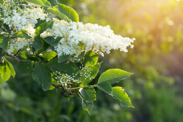 White flowers on a branch in the light of the setting sun. Beautiful background of spring elderberry flowers. Black elderberry is a popular shrub plant in the design of gardens