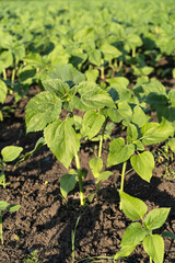 field with young sunflower sprouts. Future harvest of sunflower, seeds, sunflower oil. Beautiful landscape under bright sunlight. Background of ripening fresh sunflower field